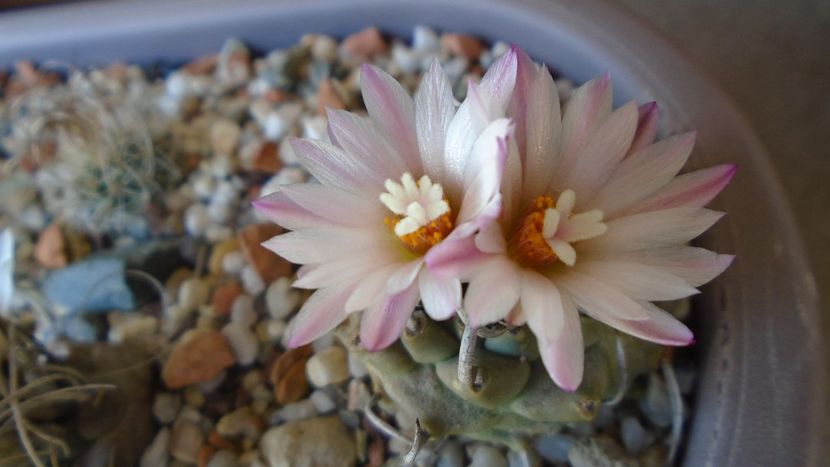 Turbinicarpus schwarzii v. rubriflorus - Cactusi 2020 evolutie vara