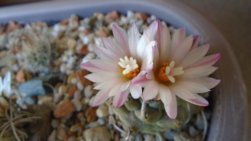 Turbinicarpus schwarzii v. rubriflorus - Cactusi 2020 evolutie vara