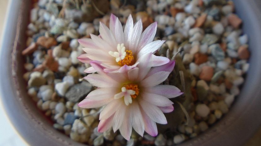 Turbinicarpus schwarzii v. rubriflorus - Cactusi 2020 evolutie vara