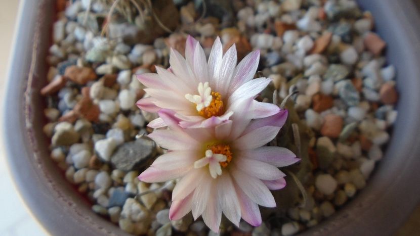 Turbinicarpus schwarzii v. rubriflorus - Cactusi 2020 evolutie vara