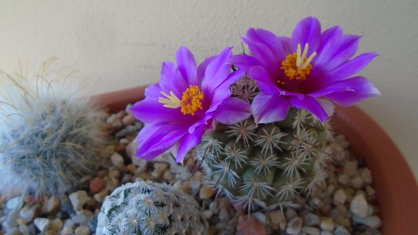 Mammillaria schumannii v. globosa - Cactusi 2020 evolutie vara