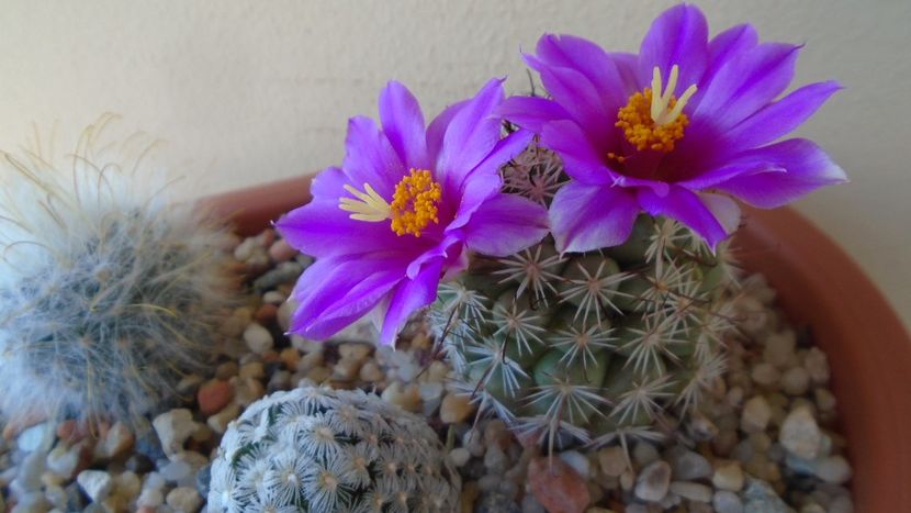 Mammillaria schumannii v. globosa - Cactusi 2020 evolutie vara