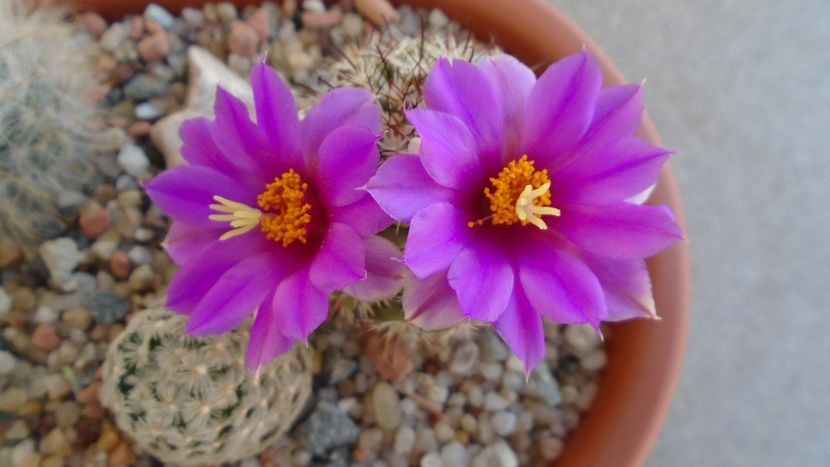 Mammillaria schumannii v. globosa - Cactusi 2020 evolutie vara