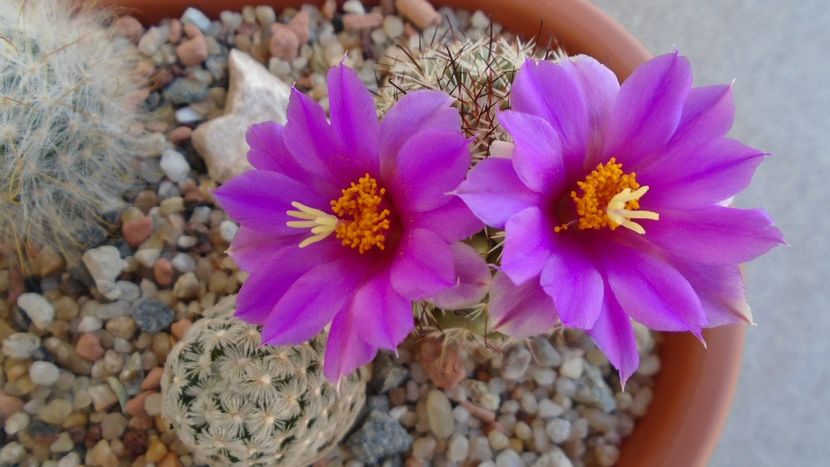 Mammillaria schumannii v. globosa - Cactusi 2020 evolutie vara