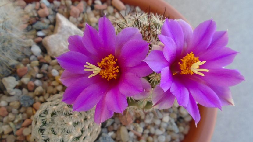 Mammillaria schumannii v. globosa - Cactusi 2020 evolutie vara