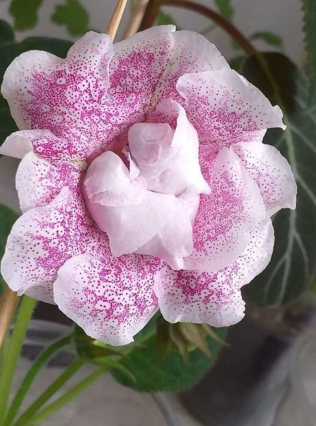 116344800_3137190686362312_8158523232759955722_o - Gloxinia 2020