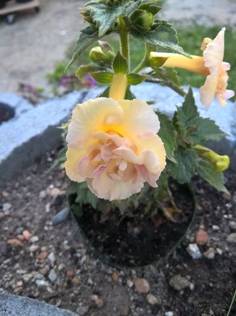  - Yellow English Rose
