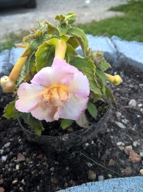  - Yellow English Rose