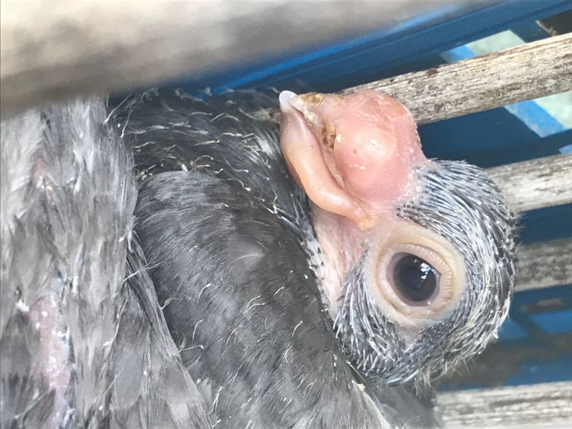 AA0962D5-4391-4231-8768-45BE7C4B047A - Pui 2020