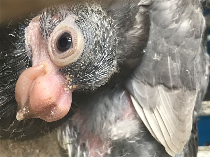 FA67A275-1E6D-4517-B2A8-236EEA9B1BFD - Pui 2020