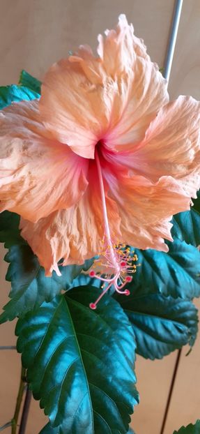  - Hibiscus 2015-2024
