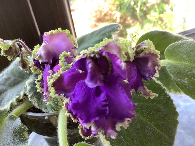  - LE Nochnoe Randevu