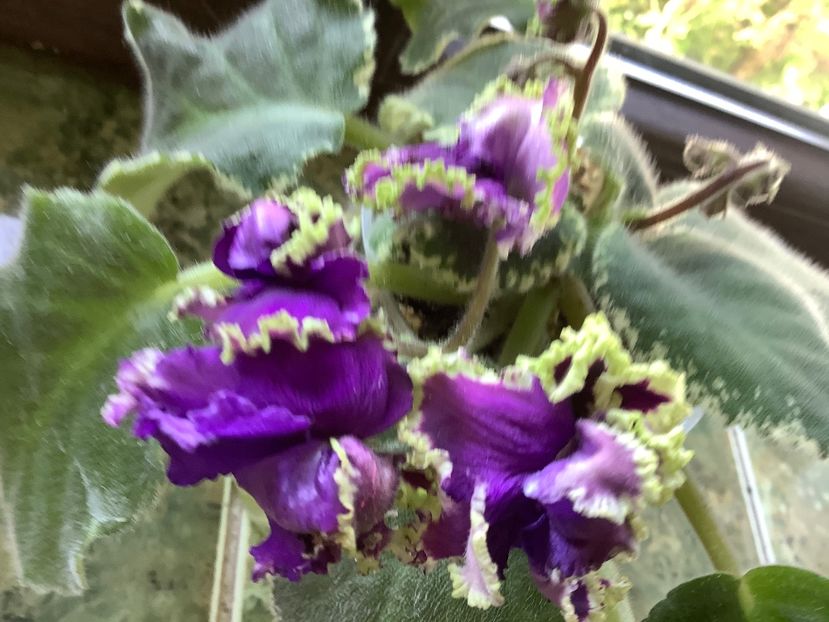  - LE Nochnoe Randevu