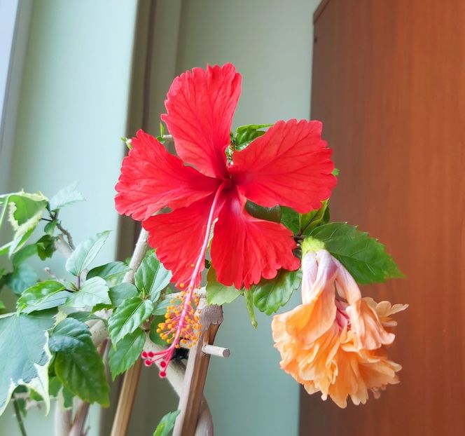 El Capitolio - mutatie - Hibiscusi 2020