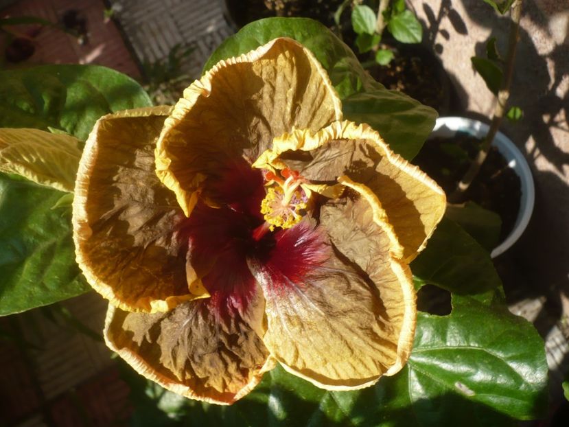 30.07.2020 - HIBISCUSI 2020-2