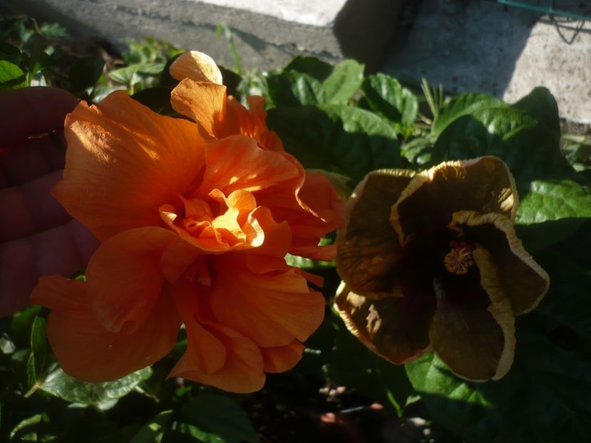 P1450208 - HIBISCUSI 2020-2