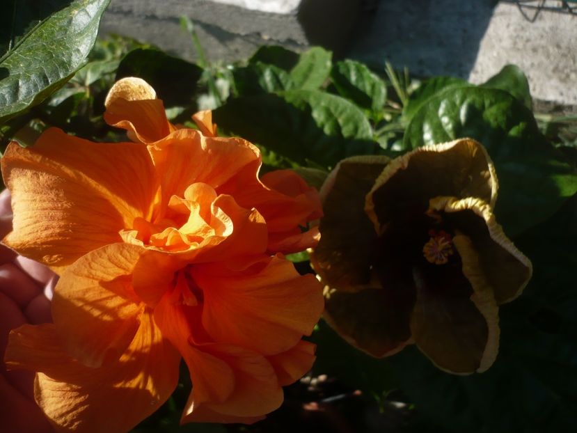 P1450210 - HIBISCUSI 2020-2