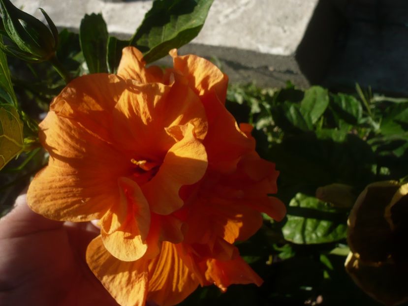 P1450211 - HIBISCUSI 2020-2