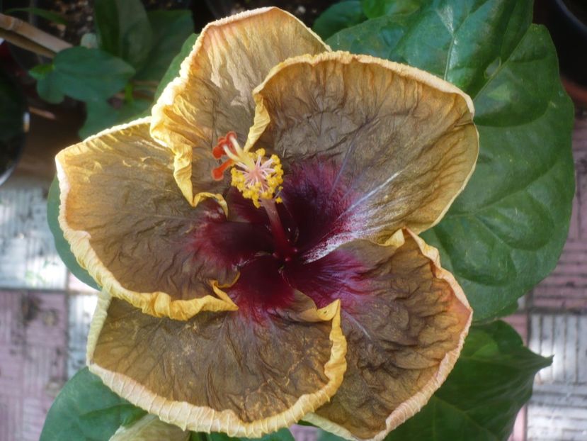 P1450214 - HIBISCUSI 2020-2