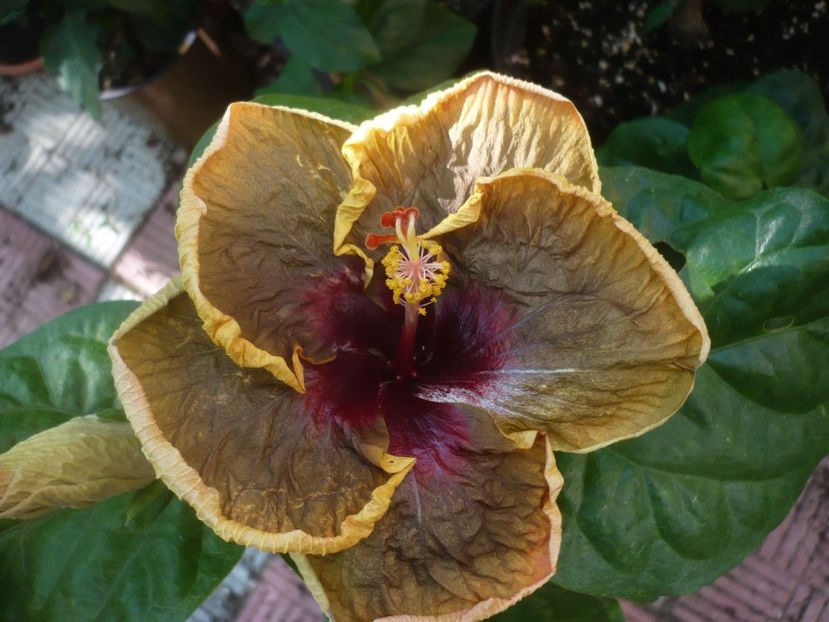 P1450215 - HIBISCUSI 2020-2