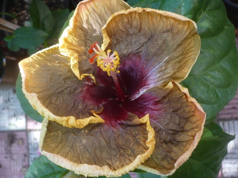 P1450217 - HIBISCUSI 2020-2