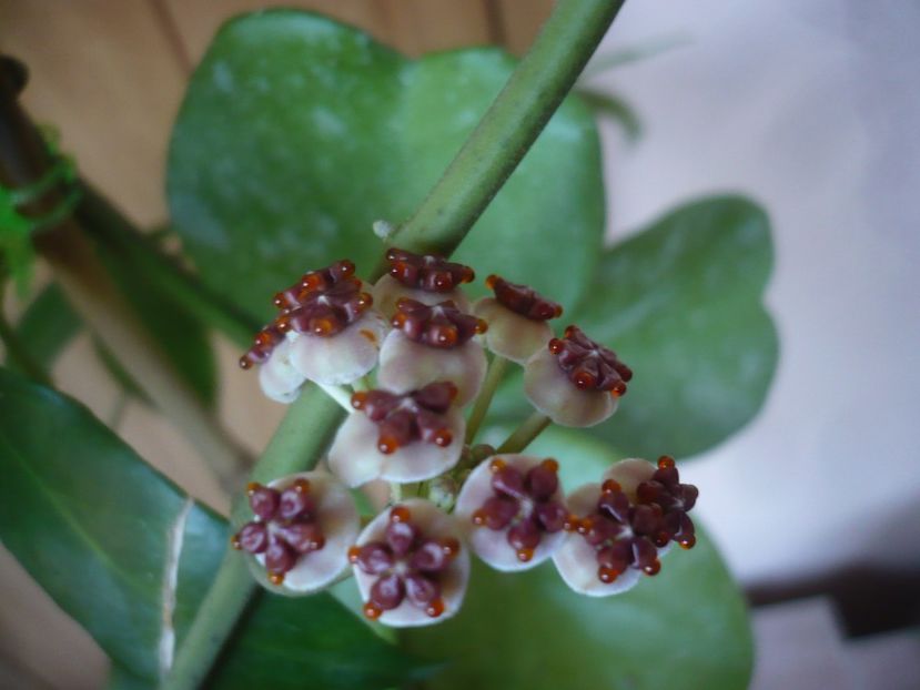 P1450223 - HOYA 2020-1
