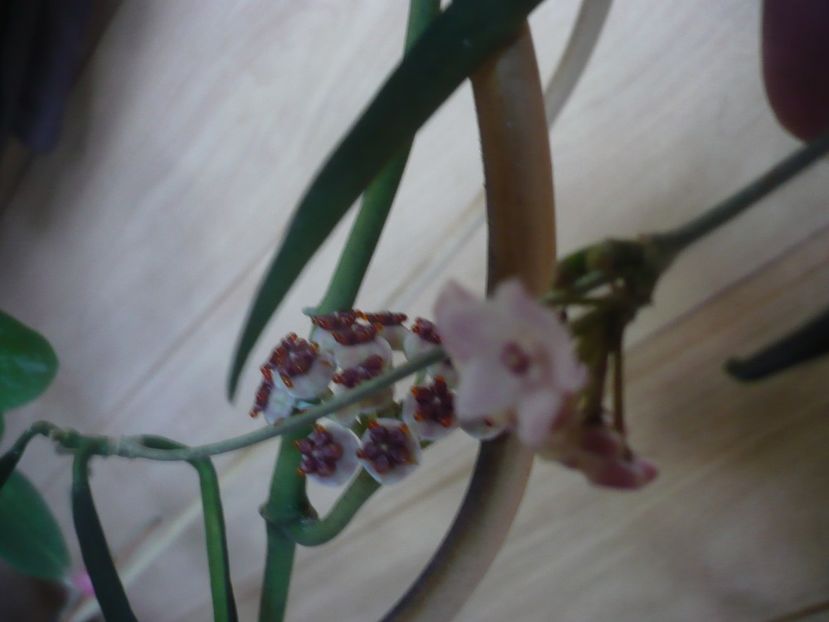 P1450225 - HOYA 2020-1
