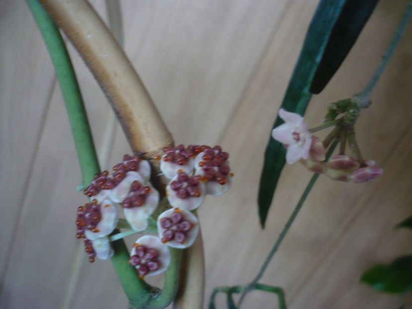 P1450227 - HOYA 2020-1