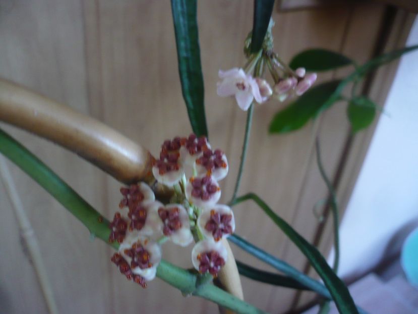 P1450228 - HOYA 2020-1