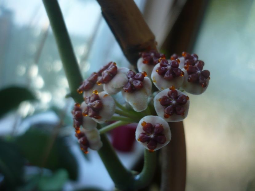 P1450229 - HOYA 2020-1