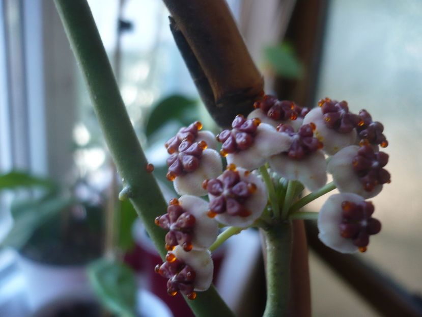 P1450230 - HOYA 2020-1
