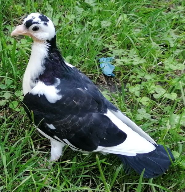  - porumbei care mi-au apartinut