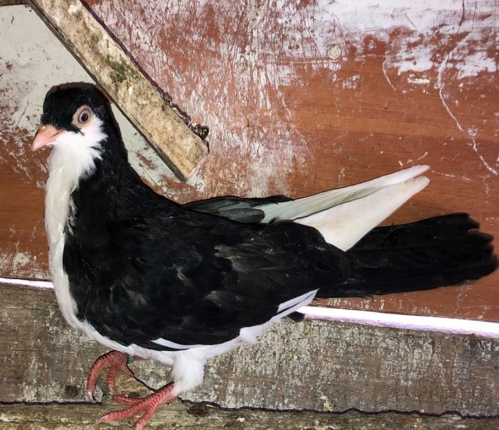 8696  femelă  2020 - Plecați ALBUM 3