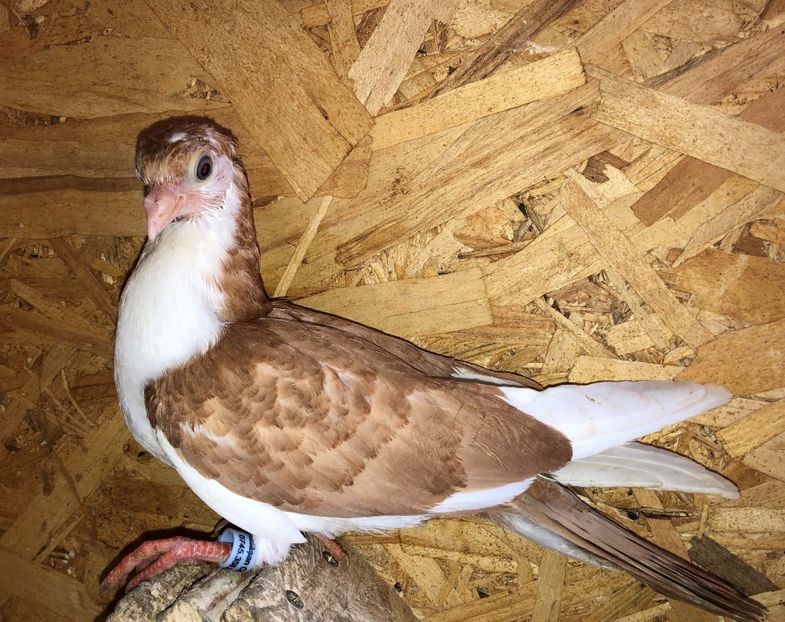 8784  femelă  2020 - Plecați ALBUM 3