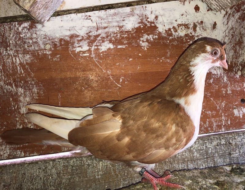 8623  mascul  2020 - Plecați ALBUM 3