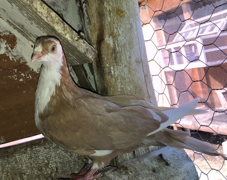 8624  femelă  2020 - Plecați ALBUM 3