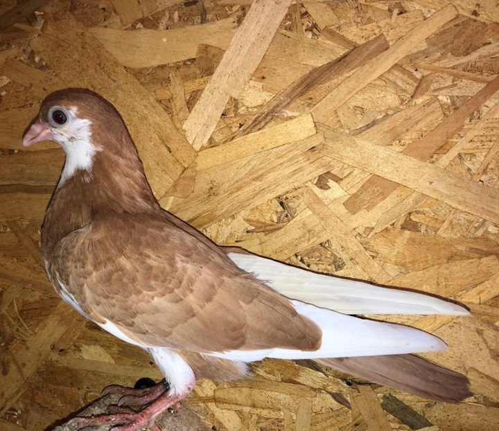 8775  femelă  2020 - Plecați ALBUM 3