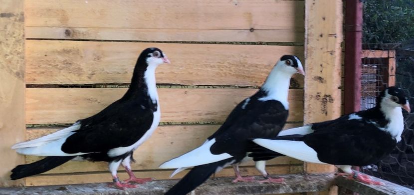  - 0000001 prin voliere