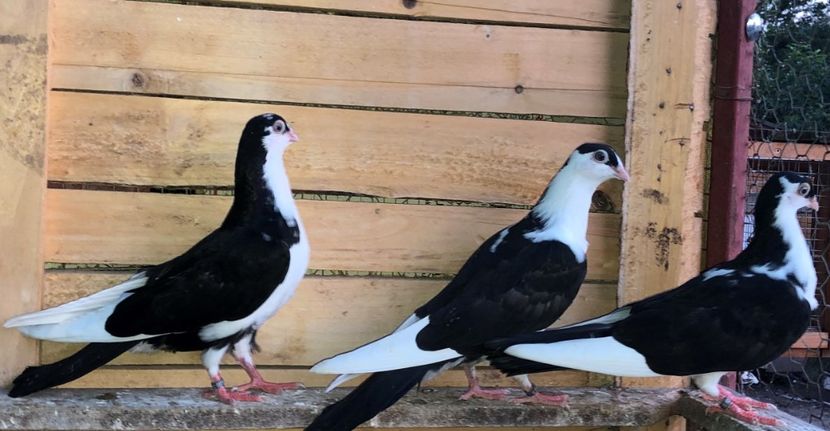  - 0000001 prin voliere