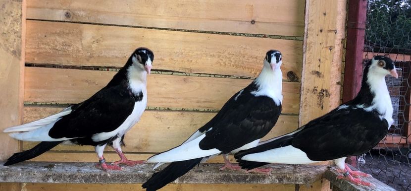  - 0000001 prin voliere