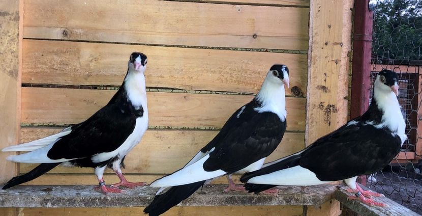  - 0000001 prin voliere