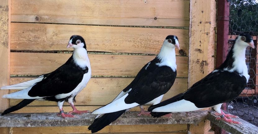  - 0000001 prin voliere