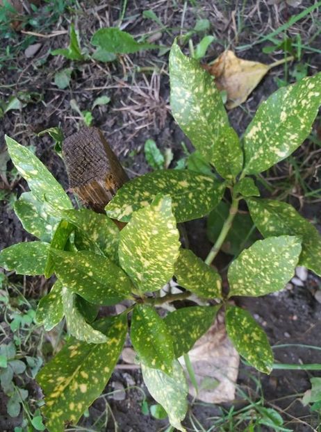  - curtea in vara 2020