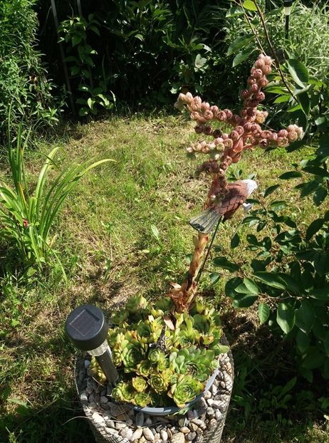  - curtea in vara 2020