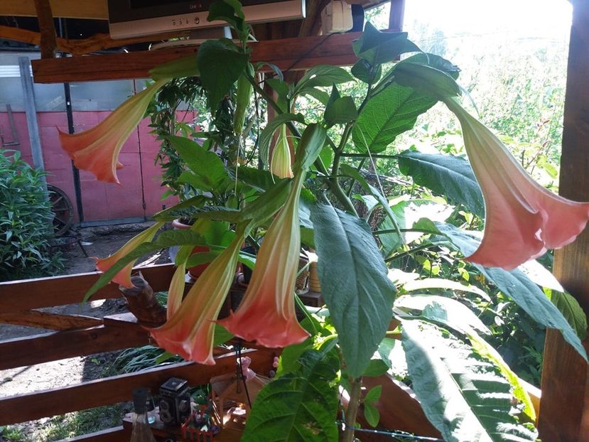  - curtea in vara 2020