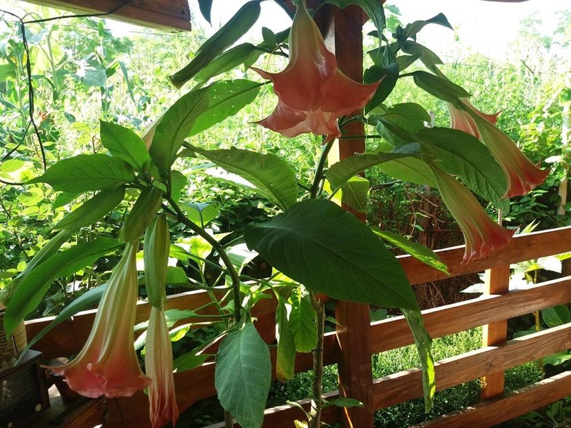  - Brugmasia si datura
