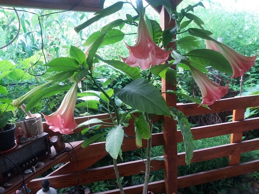  - Brugmasia si datura