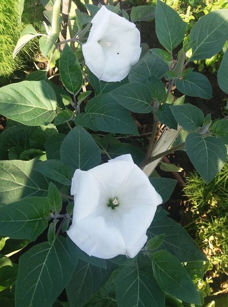 - Brugmasia si datura