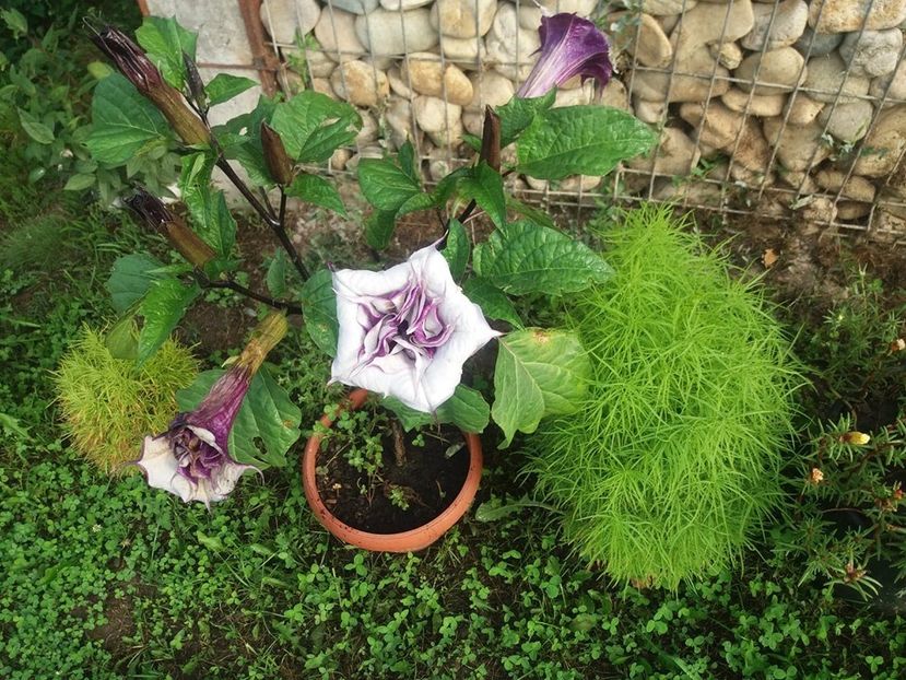  - Brugmasia si datura