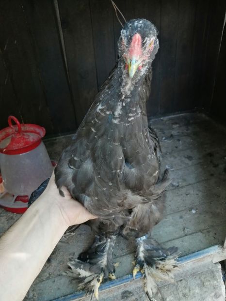  - Brahma potarnichiu albastru silver Orange bobat si HI